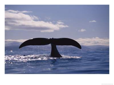 A Bowhead Whale, Also Known As A Greenland Right Whale, Has Its Tail Above The Waters Surface by Paul Nicklen Pricing Limited Edition Print image