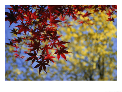 View Of A Japanese Maple Branch And Leaves by Darlyne A. Murawski Pricing Limited Edition Print image