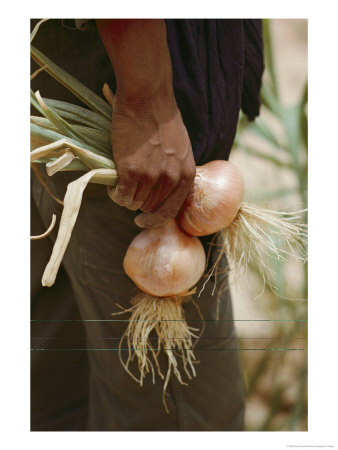 A Man Holding Onions by Steve Raymer Pricing Limited Edition Print image