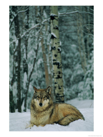 A Grey Wolf In The Snow by Joel Sartore Pricing Limited Edition Print image