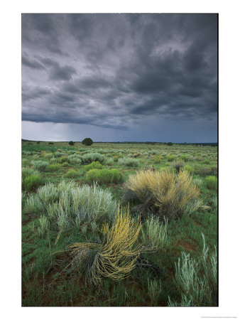 Sage And Storm Clouds Near Gallup by Phil Schermeister Pricing Limited Edition Print image