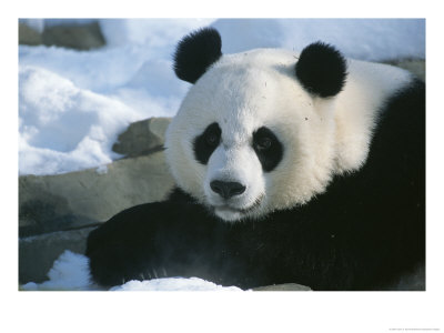 A Panda At The National Zoo In Washington, Dc by Taylor S. Kennedy Pricing Limited Edition Print image