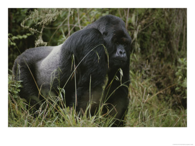 A Silverback Mountain Gorilla In Rwandas Virunga Mountains by Michael Nichols Pricing Limited Edition Print image