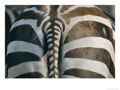 Close View Of A Grants Zebras Rear End by Joel Sartore Pricing Limited Edition Print image