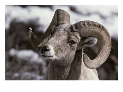 A Close View Of The Face Of A Bighorn Sheep Ram by Tom Murphy Pricing Limited Edition Print image