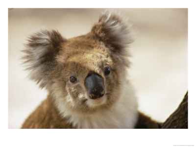 A Portrait Of A Koala by Joe Scherschel Pricing Limited Edition Print image