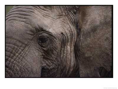 Close-Up Of An African Elephant by George F. Mobley Pricing Limited Edition Print image