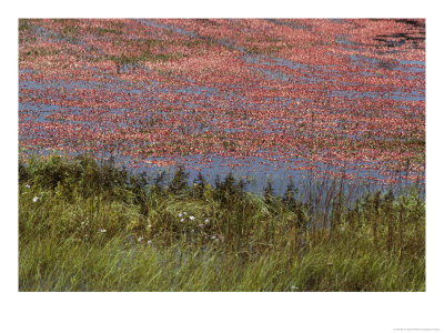 Floating Cranberries Turn A Bog Pinkish Red by Bill Curtsinger Pricing Limited Edition Print image