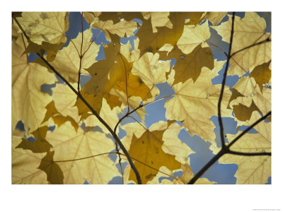 Sugar Maple Leaves by David Boyer Pricing Limited Edition Print image