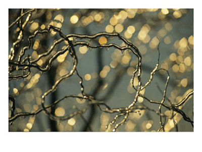 Frozen Twigs Of A Corkscrew Willow Sparkle In The Sunlight by Raymond Gehman Pricing Limited Edition Print image