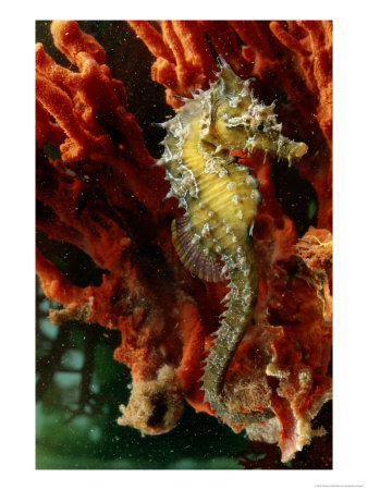 A Young Lined Sea Horse In A Clump Of Red Seaweed On A Piling by George Grall Pricing Limited Edition Print image