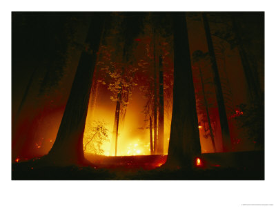 A Prescribed Fire Illuminates The Giant Sequoia Trees by Raymond Gehman Pricing Limited Edition Print image