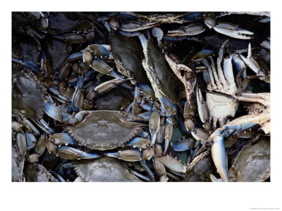Close-Up Of Blue Crabs Caught In A Crab Pot by Melissa Farlow Pricing Limited Edition Print image