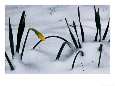 Spring Snow Coats New Daffodils by George F. Mobley Pricing Limited Edition Print image