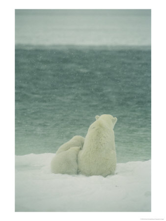 A Polar Bear And Her Cubs Sit Near Waters Edge by Norbert Rosing Pricing Limited Edition Print image