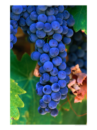 Grapes, Barossa Valley, Australia by John Banagan Pricing Limited Edition Print image