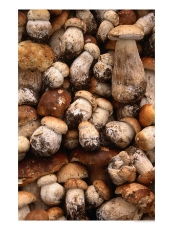 Field Mushrooms For Sale By Roadside Near Cluj-Napoca, Cluj-Napoca, Cluj, Romania, by Diana Mayfield Pricing Limited Edition Print image