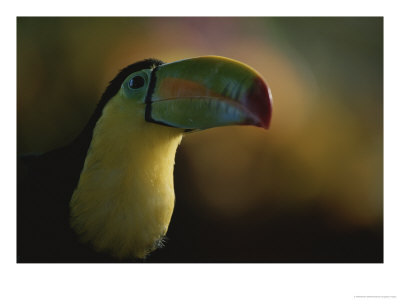 Close View Of A Toucan, Costa Rica by Michael Melford Pricing Limited Edition Print image