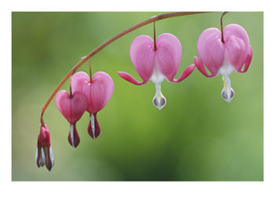 Spring Flowers, Dutchmans Breeches (Bleeding Hearts), Late April by Darlyne A. Murawski Pricing Limited Edition Print image