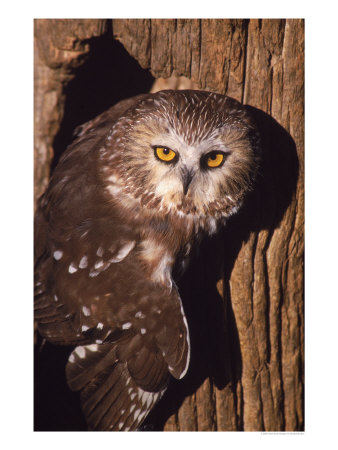 Saw Whet Owl On Tree by Russell Burden Pricing Limited Edition Print image