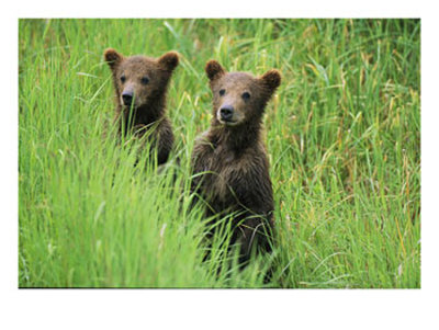 Alaskan Brown Bear Cubs Wait In Long Grass For Their Mother by Michael Melford Pricing Limited Edition Print image