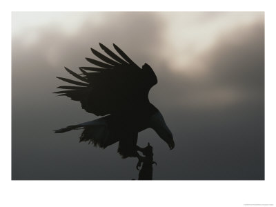 A Silhouetted Northern American Bald Eagle by Norbert Rosing Pricing Limited Edition Print image