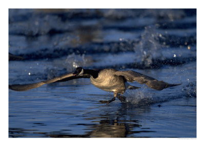 Canada Goose, Branta Canadensis, Co by Robert Franz Pricing Limited Edition Print image