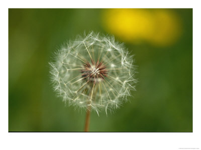 Close View Of A Dandelion Gone To Seed by Nicole Duplaix Pricing Limited Edition Print image