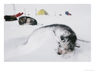 Huskies Curl Up For A Nap In The Snow by Gordon Wiltsie Pricing Limited Edition Print image