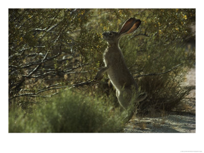 A Jackrabbit (Larrea Divaricata) Browses On Creosote Leaves by Jonathan Blair Pricing Limited Edition Print image