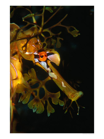 Leafy Sea Dragon (Phycodurus Eques) In Southern Ocean, Kangaroo Island, Australia by Michael Aw Pricing Limited Edition Print image