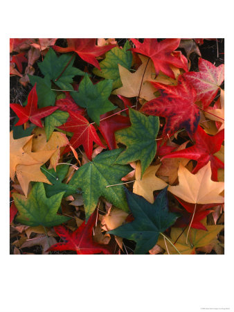 Close-Up Of Different Colored Leaves In Autumn by Doug Mazell Pricing Limited Edition Print image