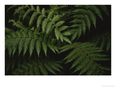Large Ferns Are Plentiful In Fiordland National Parks Forests by Annie Griffiths Belt Pricing Limited Edition Print image