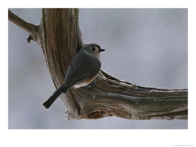 A Tufted Titmouse by George F. Mobley Pricing Limited Edition Print image