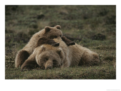 A Grizzly Mother And Her Cub Lounge Together In A Field by Michael S. Quinton Pricing Limited Edition Print image