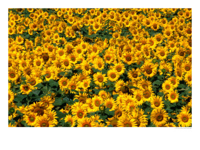 Sunflowers In Anatolia, Turkey by Izzet Keribar Pricing Limited Edition Print image