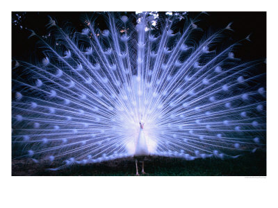 White Peacock At Oakley Plantation, St. Francisville, Usa by John Elk Iii Pricing Limited Edition Print image