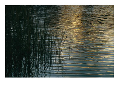 Sunlight Reflects On Rippled Water With Silhouetted Grasses by Raul Touzon Pricing Limited Edition Print image