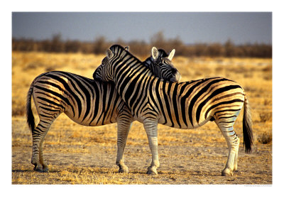 Two Zebras Crossing Heads by Russell Burden Pricing Limited Edition Print image