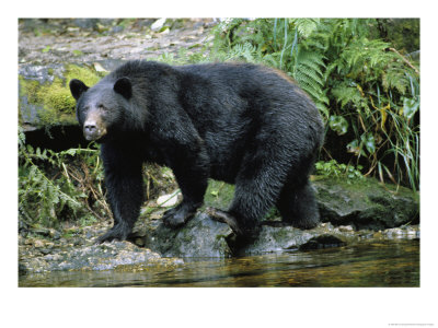 A Black Bear, Ursus Americanus, Walks Along A Rocky Bank by Bill Curtsinger Pricing Limited Edition Print image