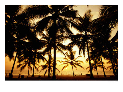 Palms In Evening On Kovalam Beach, Kovalam, Kerala, India by Greg Elms Pricing Limited Edition Print image