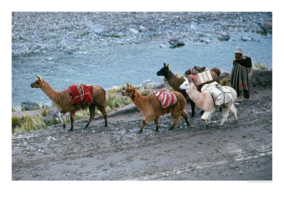 Llamas And Their Handler Walking And Carrying Goods, Puno, Peru by Eric Wheater Pricing Limited Edition Print image