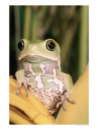 Juvenille Painted-Belly Monkey Frog, Argentina by Marian Bacon Pricing Limited Edition Print image