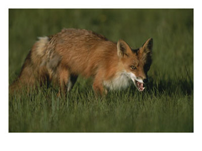 Close View Of A Red Fox In Grass by Roy Toft Pricing Limited Edition Print image