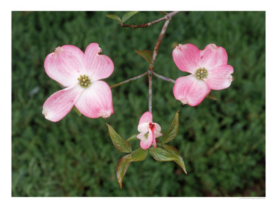 Pink Dogwood Blossoms by Mark Windom Pricing Limited Edition Print image