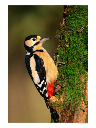 Male Great Spotted Woodpecker (Dendrocopos Major), United Kingdom by David Tipling Pricing Limited Edition Print image