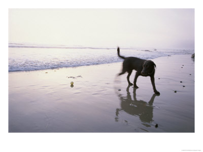 A Pet Dog Plays With A Ball On A Gentle Beach by Rich Reid Pricing Limited Edition Print image