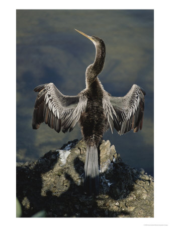 An American Anhinga Dries Its Wings On A Rock Overlooking The Water by Nicole Duplaix Pricing Limited Edition Print image