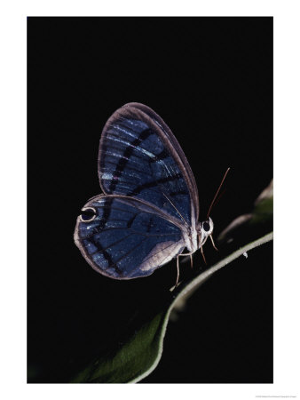 Close-Up Of A Glassy-Wing Butterfly by Mattias Klum Pricing Limited Edition Print image