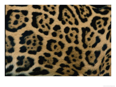A Close View Of The Markings On A Jaguar by Steve Winter Pricing Limited Edition Print image